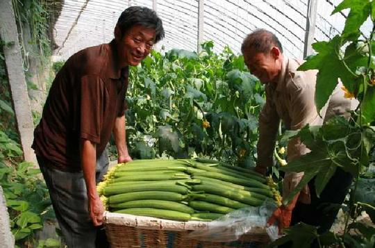 一亩丝瓜一次收一筐，人送外号“宋一筐”