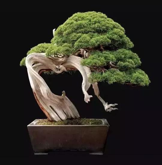 价值千万的盆景，挣钱都花在这上面去了！一辈子都挣不了这么多！