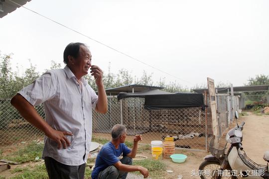 山西临猗两位花甲老人在果园里养猎犬，讲究纯种，乐在其中