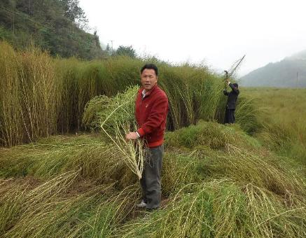 农民的艰辛创业路，小小扫把为何能年收入上千万？