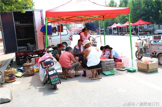 章丘50岁的农村大哥在集上摆摊卖鸟，生意红火挺赚钱