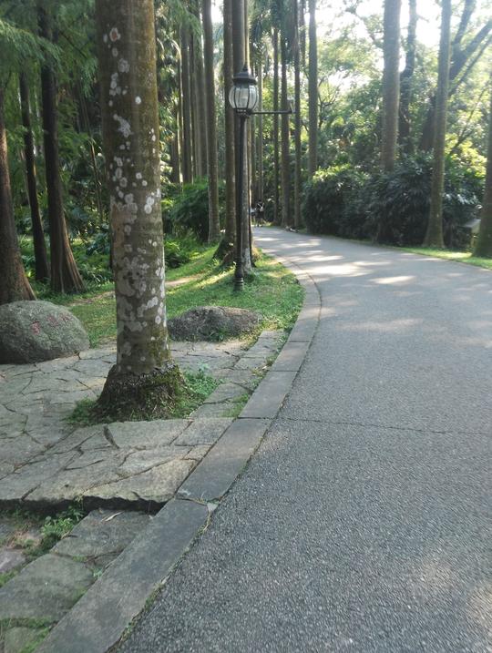 养生与认识植物，闲来换上汉服跳个舞的好去处——华南植物园