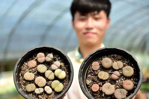 留学“90后”扎根乡村，是哪一种植物让他实现了创业梦？
