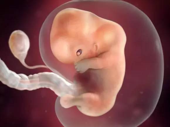 怀孕两个月胎儿图