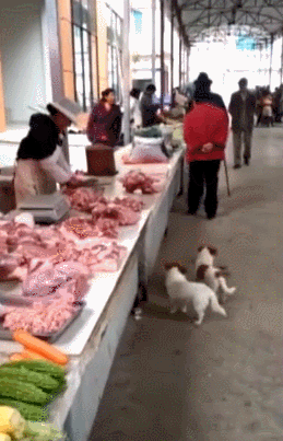 阿姨每天喂肉给流浪狗吃，听说这做法可以生意兴隆？