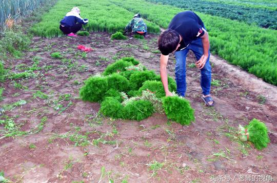 大学生暑假在家收菜卖菜，挣足了学费，开学头一天晚上还在地里忙