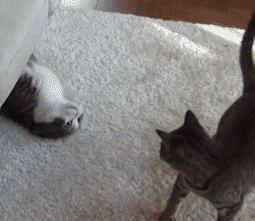  神经病猫搞笑QQ幽默表情包