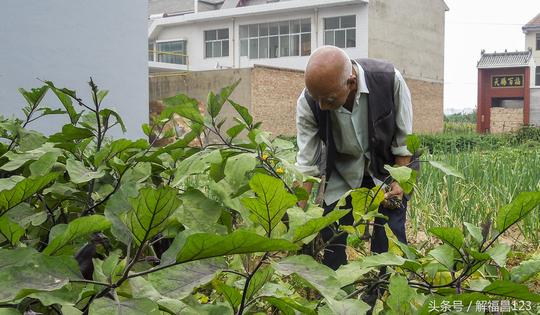 八旬老人种菜不打药不使用化肥，无公害无污染蔬菜吃出健康身体