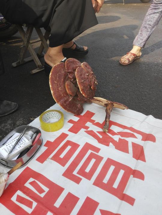 这个小摊真赚钱一张膏药380，我一摸这灵芝，他脸色瞬间耷拉下来