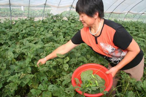 农村大棚种菜不卖菜，专供虫吃，比牛肉还贵，三个月赚十万