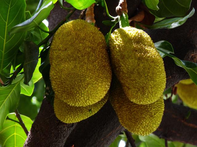 孩子便秘吃蜂蜜有用吗