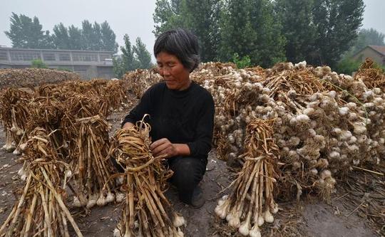 去年种蒜赔精光，今年蒜农又疯狂种蒜，赚不赚钱听老蒜农怎么讲