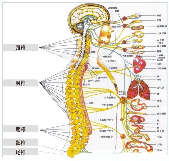 产后腰疼怎么缓解 产后腰疼怎么缓解