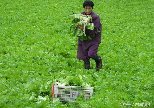 湖北宜昌：农妇在地头采收白菜，批发价3元一斤！其实难赚钱！