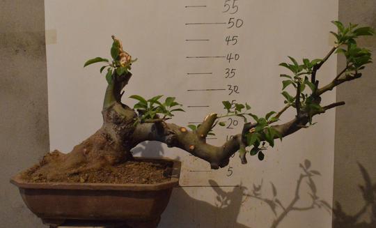 爱木盆景｜农村果树做成盆景，价值不止翻10倍，赚钱的好门路，牛
