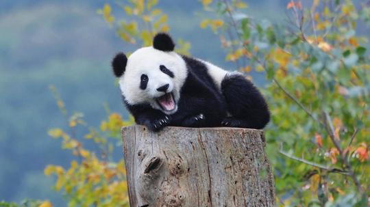 熊猫的尾巴你见过吗？是什么颜色？