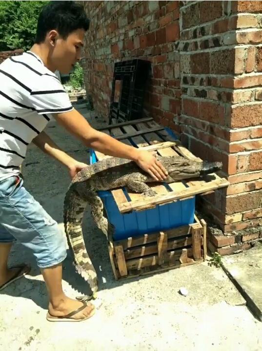 大学生回村创业成“鳄鱼大王”：放弃公务员月薪8000值不值？
