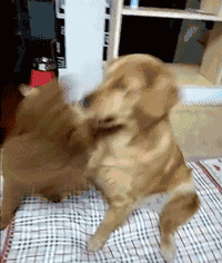 泰迪小色狗搞笑可爱萌萌哒gif