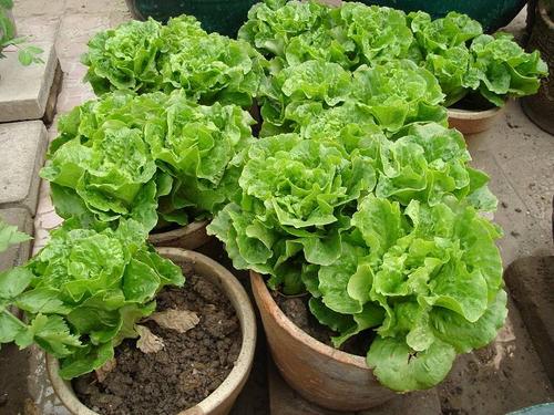 生菜怎么盆栽能活 盆栽生菜的种植方法 爱花号