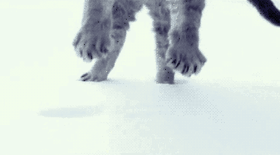 雪地里奔跑的猫咪