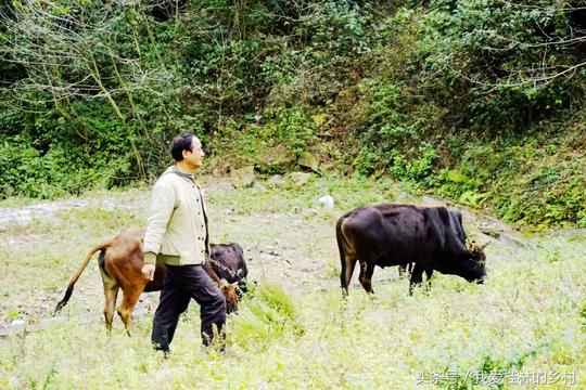 退伍老兵回家创业在山上养牛不喂一粒饲料牛只吃牧草喝泉水