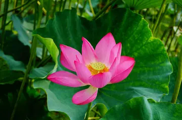 怎样取消微头条订阅 头条怎么取消付费订阅