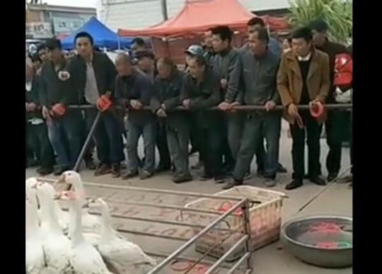 街上摆摊套鹅，一元钱一次，大鹅：套中带我回家！