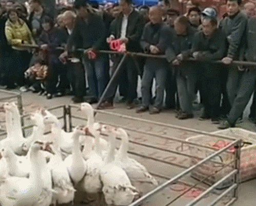 街上摆摊套鹅，一元钱一次，大鹅：套中带我回家！