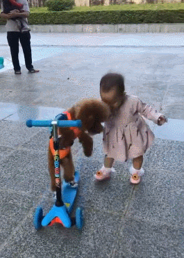 泰迪小色狗搞笑可爱萌萌哒gif