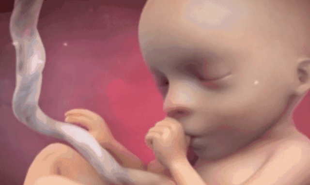 胎儿在妈妈肚子里做什么呢