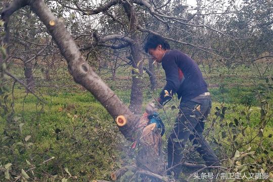 这里农村新兴职业砍树人，专靠砍别人果树来赚钱