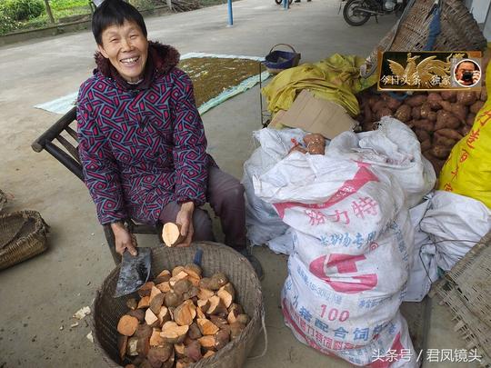 湖北宜昌：农民种植红薯价低廉！售价3角钱一斤，辛苦数月难赚钱