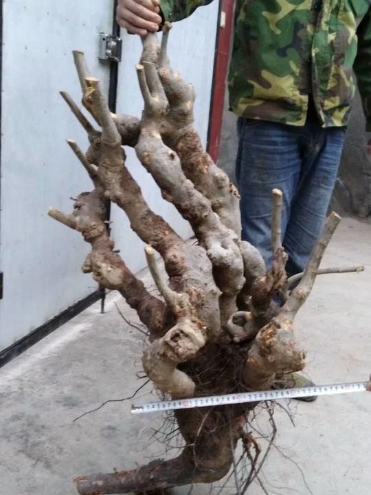 农家大叔做花皮榆树树桩盆景，邻里都很羡慕，听说做盆景很赚钱！