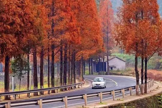 金华竟有一条不输加拿大枫叶大道的自驾路，专属“枫景”许你一个最美深秋，离市区就1小时！