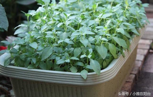 满月发汗真的能预防月子病吗