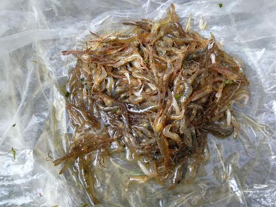 农村留守老人靠种菜卖菜赚钱，小白菜烂便宜一块钱一斤