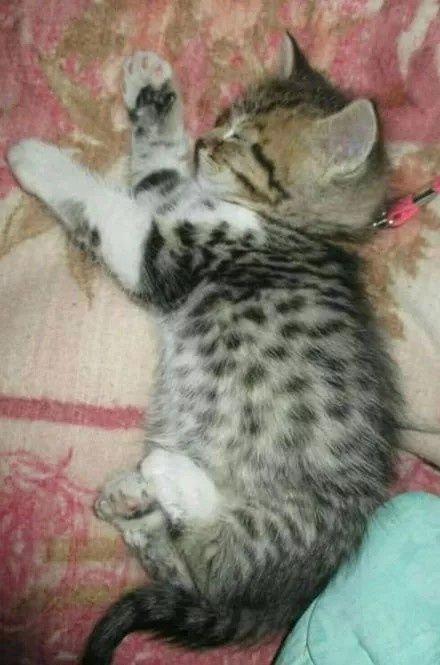 可爱的小猫咪，你到底经历过了什么才能成长这个姿态