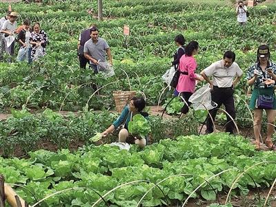 农村创业，这几个项目有干头！