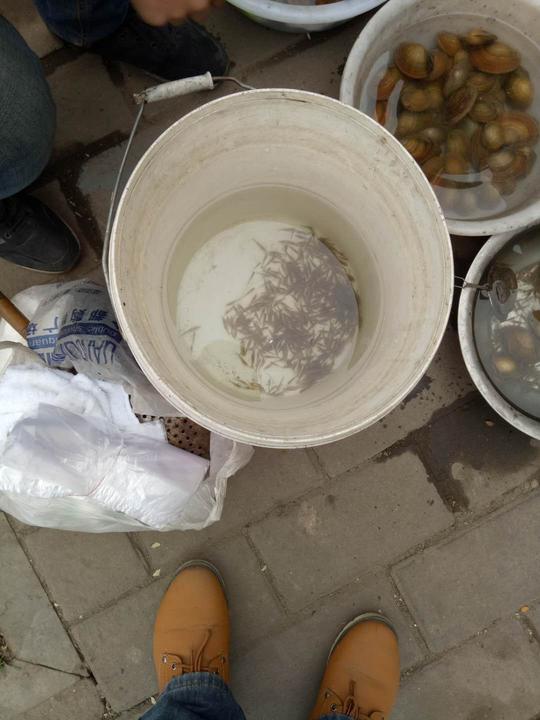 小伙子创业卖河蚌，小县城第一家流动摊位，嘴甜生意火
