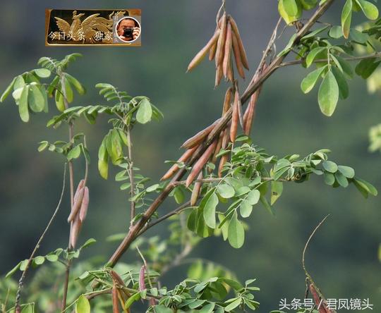 乡村山间野生植物木蓝，荚果像绿豆和决明子，可治咽喉炎！