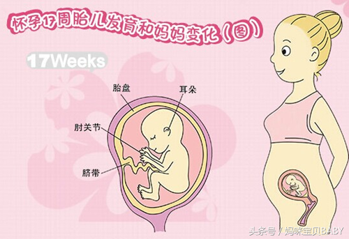 胎儿要多大才算发育正常？有哪些因素决定了胎儿的大小