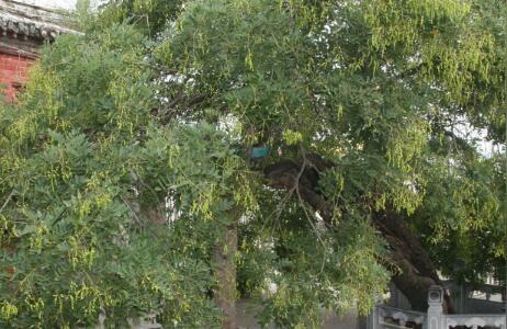 2018年苗木行情怎么样？种植什么绿化苗木赚钱？