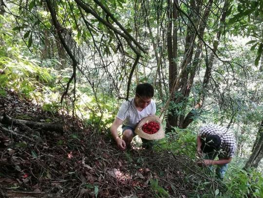 这水果比樱桃还“娇贵”很多人吃不到，娇气如人参果不能掉到地上