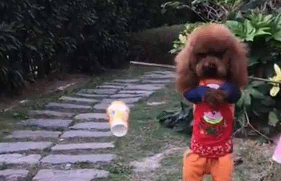 泰迪小色狗搞笑可爱萌萌哒gif