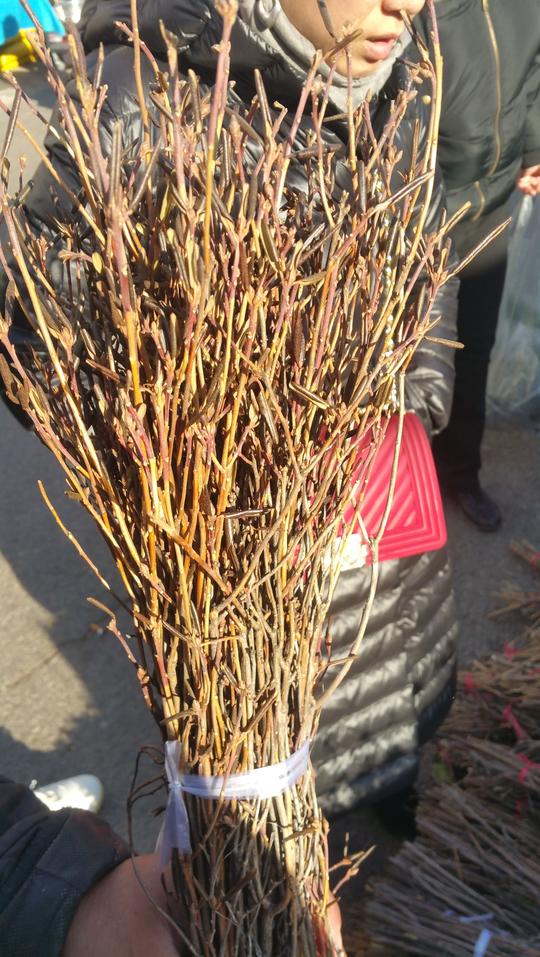 花鸟市场卖枯树枝生意火爆，询问竟是干枝杜鹃花，开花特别好看！