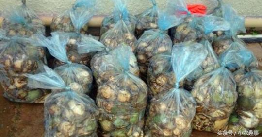 此地以卖给中国富豪野生鲍鱼挣钱，被检查后恐怕食用者再无胃口