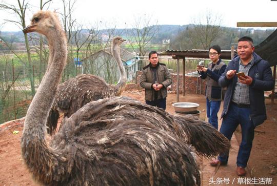 养殖“大笨鸟”，敲开致富门，80后回老家创业成为新一代农场主