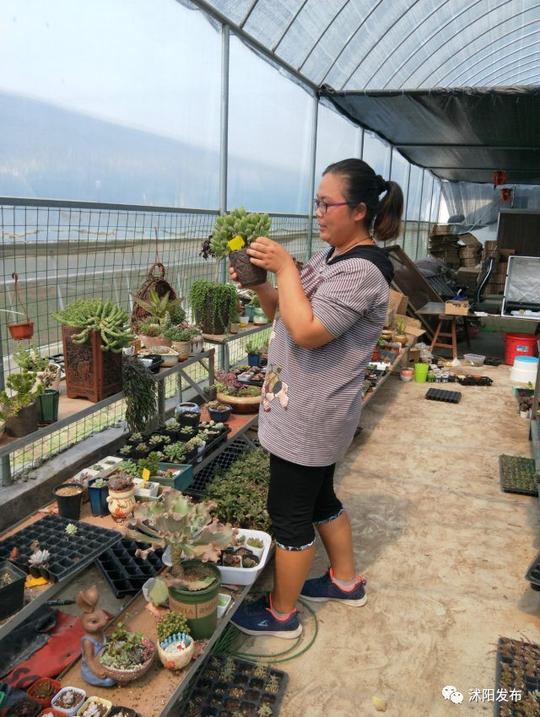 「淘宝村里故事多」“多肉萌主”小植物催开创业致富花