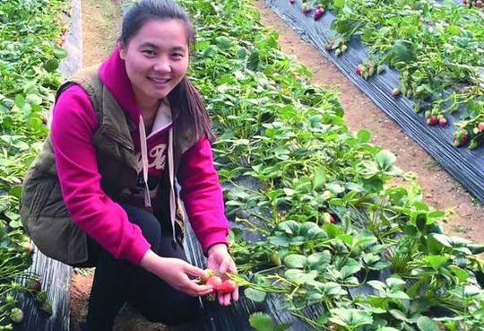 女大学生回农村种草莓，一年纯赚20万元！