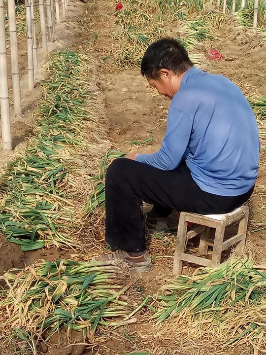 种植户喊着摔摔土再过秤，他们做点生意不容易，别亏着收购商！